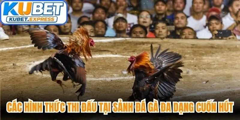 Các hình thức thi đấu tại sảnh đá gà đa dạng cuốn hút người chơi