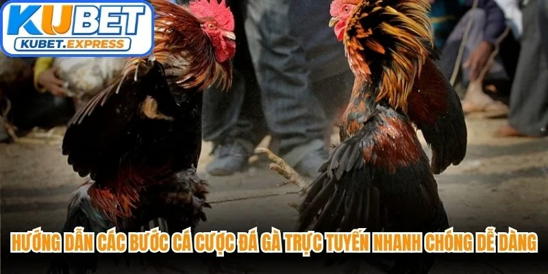 Hướng dẫn các bước cá cược đá gà trực tuyến nhanh chóng dễ dàng